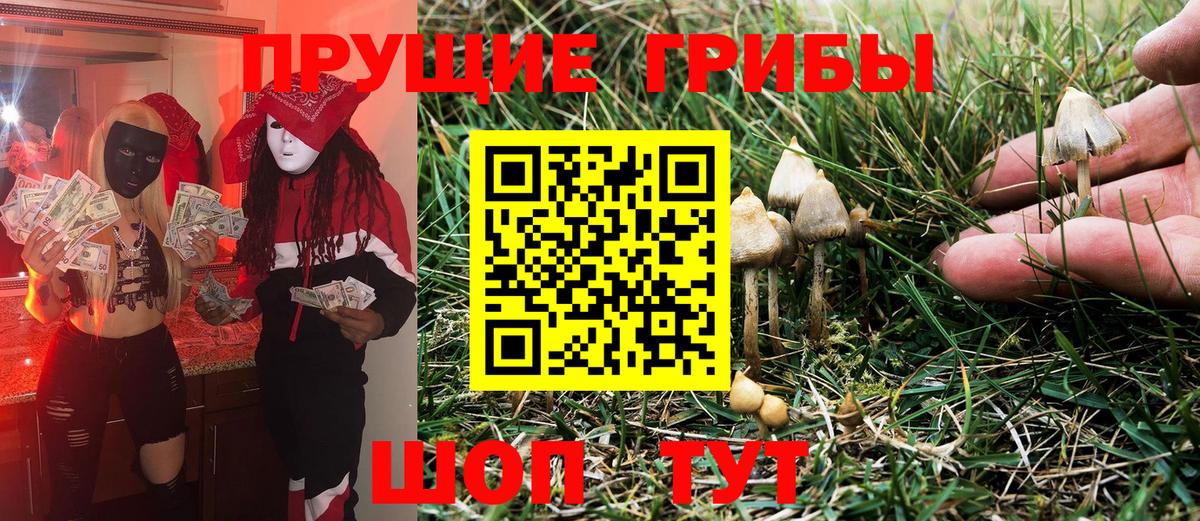 купить наркотики сайты  Вход с VPN  Куйбышев  Галлюциногенные грибы Psilocybe 